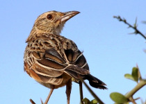 Meru National Park