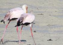 Mida Creek