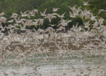 Mida Creek