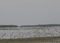 Mida Creek