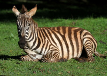 Mount Elgon National Park