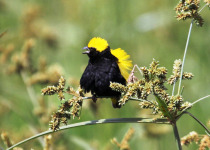 Nairobi National Park Birding