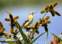 Nairobi National Park Birding