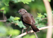 Nairobi National Park Birding