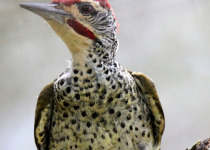 Ngong Road Forest Birding