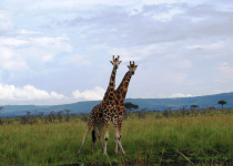 Ruma National Park