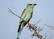 Ruma National Park