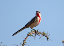 Shaba National Reserve