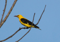 Shimba Hills National Reserve
