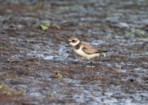 3 Day-Amboseli-National-Park-birding