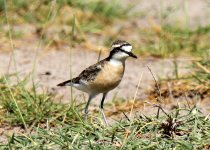 3 Day-Amboseli-National-Park-birding