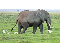 3 Day-Amboseli-National-Park-birding