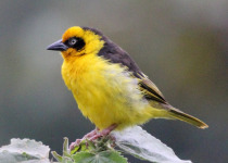 3 Days Forest Birding