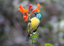 3 Days Forest Birding