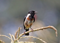 3 Days Forest Birding