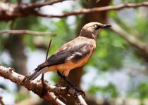 10 Days Bird Photography Tour