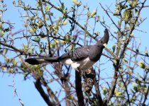 10 Days Bird Photography Tour