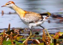 15 Days Kenya Coastal Birding Tour
