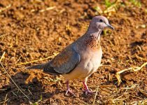 15 Days Kenya Coastal Birding Tour