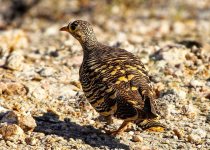 15 Days Kenya Coastal Birding Tour