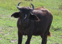 15 Days Kenya Coastal Birding Tour