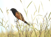 20 Days Kenya Birding Tour