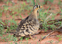 20 Days Kenya Birding Tour