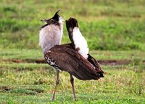 17 Days Tanzania Birding Tour