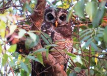 17 Days Tanzania Birding Tour