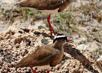 Uganda Budget Birding tour