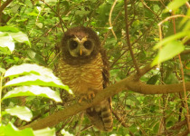 Uganda Budget Birding tour