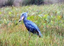 Uganda Budget Birding tour