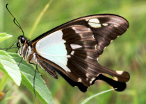 22 Days Uganda Birding Tour