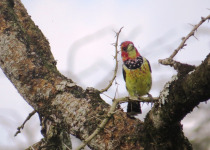 22 Days Uganda Birding Tour