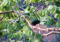 22 Days Uganda Birding Tour