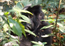 22 Days Uganda Birding Tour