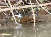 Private Uganda Birding with Alex Gabiito