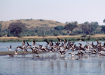 Private Uganda Birding with Alex Gabiito