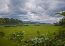 Rugezi Marsh Wetland Quest with Roger Irakoze