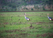 Rugezi Marsh Wetland Quest with Roger Irakoze