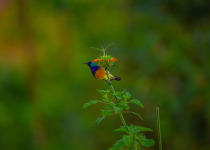 Twin Lakes Birding Discovery with Roger Irakoze