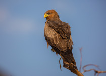 Twin Lakes Birding Discovery with Roger Irakoze