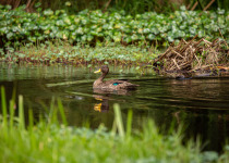 Lake Karago and Bihinga Wetlands Birding with Roger Irakoze