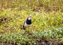 Lake Karago and Bihinga Wetlands Birding with Roger Irakoze