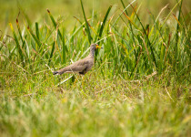 Lake Karago and Bihinga Wetlands Birding with Roger Irakoze