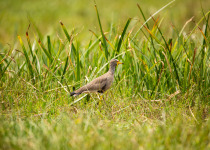 Lake Karago and Bihinga Wetlands Birding with Roger Irakoze