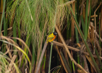 Kiguhu Wetlands Birding Tour with Roger Irakoze