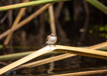 Kiguhu Wetlands Birding Tour with Roger Irakoze