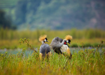 Akagera National Park Birding Safari with Roger Irakoze
