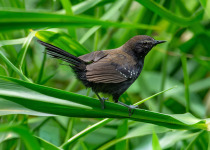 São Paulo Antwren on São Paulo Antwren Quest - Mogi das Cruzes & Itaberaba with Luciano Bernardes